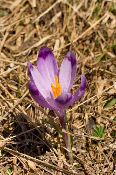 Jarní květy horských krokusy — Stock fotografie