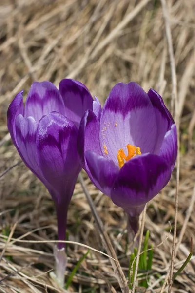 Flor primaveral de azafrán de montaña —  Fotos de Stock
