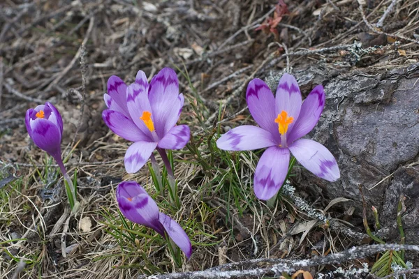 Spring blossom of mountain crocuses — Stock Photo, Image