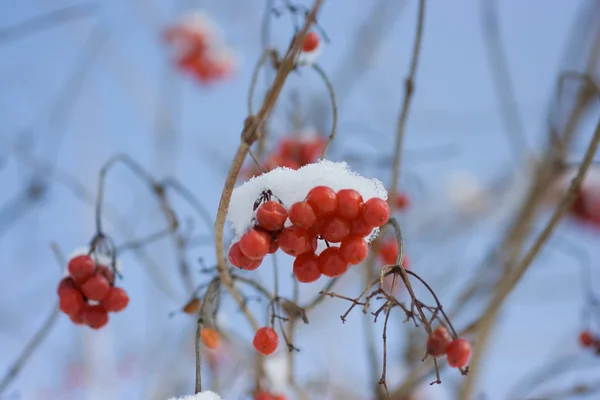 冬のガマズミ属の木 — ストック写真
