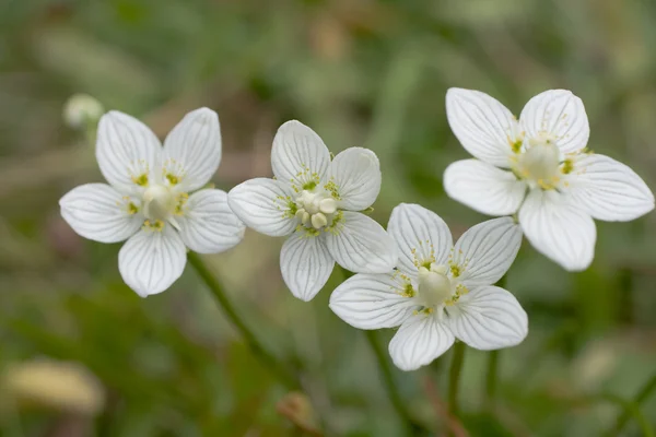 stock image Wildflower