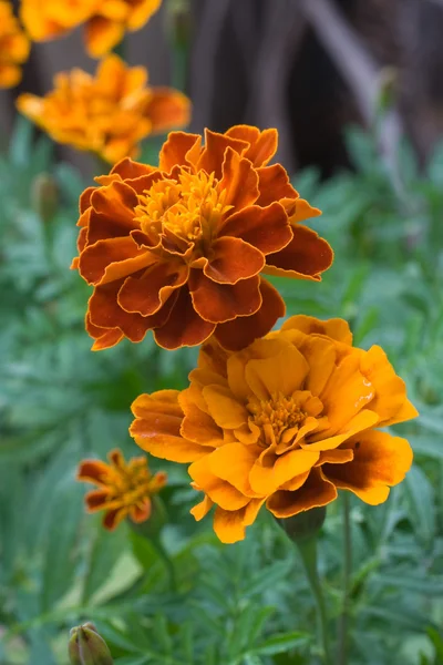Cabeças de marigoldes — Fotografia de Stock