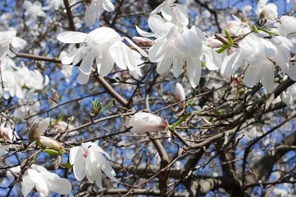 Spring blossom — Stock Photo, Image