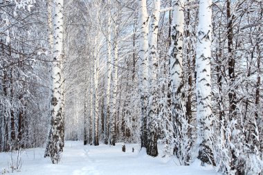 Winter birch woods alley clipart