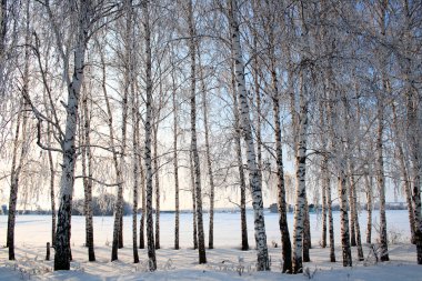 Winter birch trees alley clipart