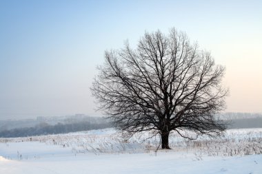 Winter bare tree clipart