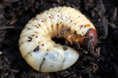 Larva of may-bug clipart