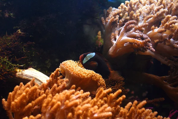 Тропический аквариум 2 — стоковое фото
