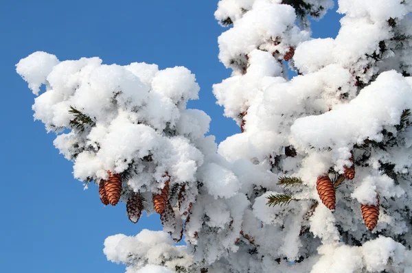 Cones on christmas fir branch — Stock Photo, Image