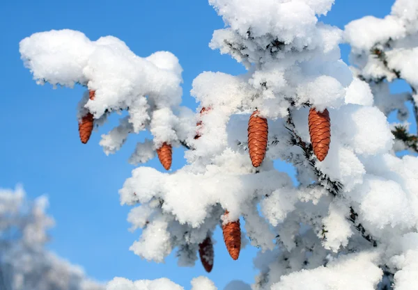 Šišky na vánoční jedle větev — Stock fotografie