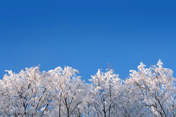 Ledové zimě lesy pod oblohou — Stock fotografie