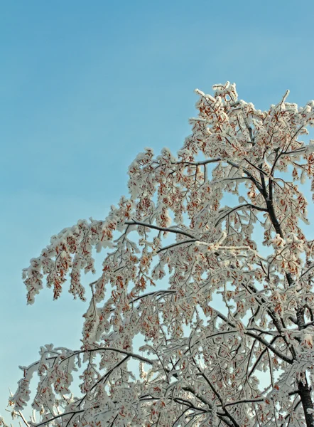 겨울 나무와 하늘 — 스톡 사진