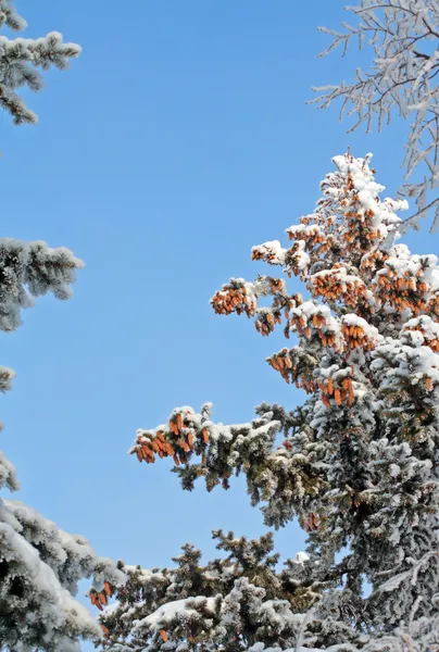 Kerstmis bossen en blauwe hemel — Stockfoto