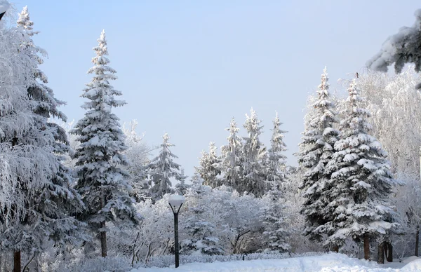 Χιόνι το χειμώνα πάρκο — Φωτογραφία Αρχείου