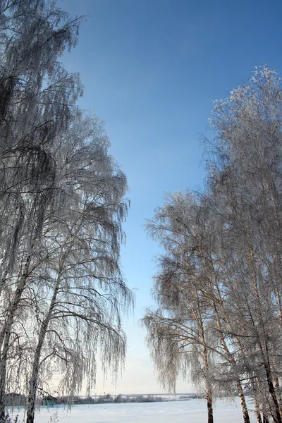 겨울 일몰 — 스톡 사진