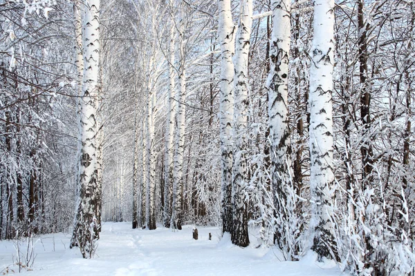 겨울 자작나무 숲 골목 — 스톡 사진