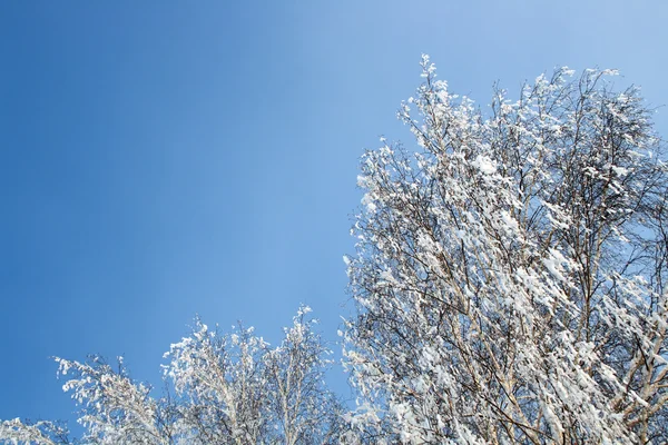 Vintern birch woods under blå himmel — Stockfoto