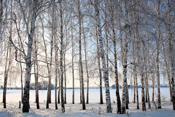 Winter birch trees alley — Stock Photo, Image