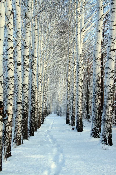 Caminho pequeno em madeira de inverno — Fotografia de Stock