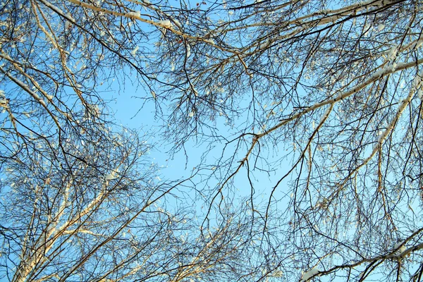 stock image Winter birch branches