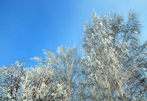 Zimą mrożony brzozy — Zdjęcie stockowe