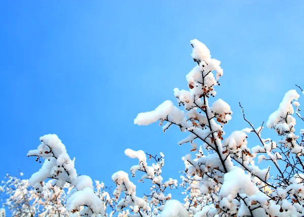 Ağaçların dalları altında kar kış — Stok fotoğraf