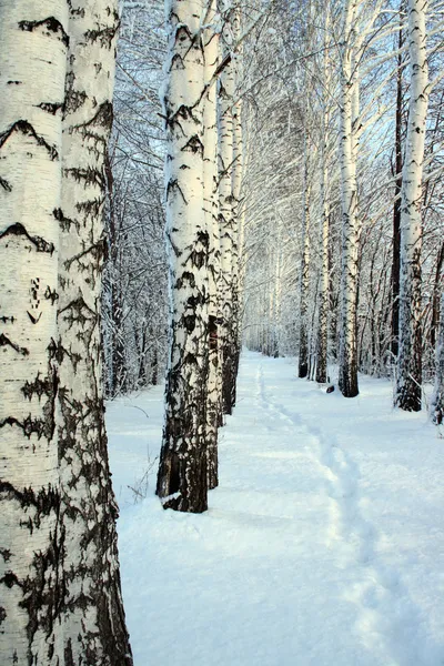 Malá stezka v zimním březovém lese — Stock fotografie