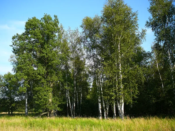 Brzozowy las lato — Zdjęcie stockowe