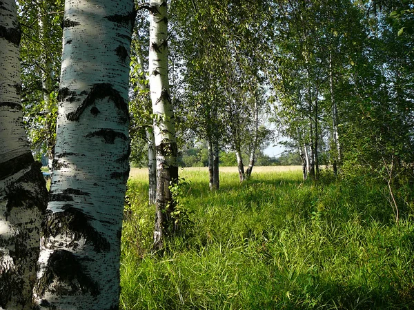 白桦树林 — 图库照片