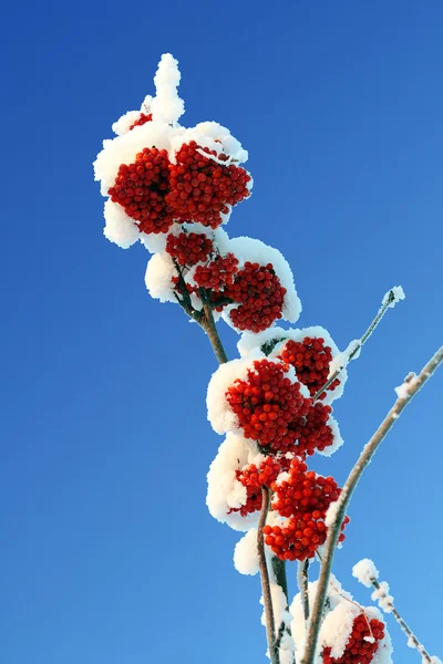 Ash-berry kırmızı kar altında şubeleri — Stok fotoğraf