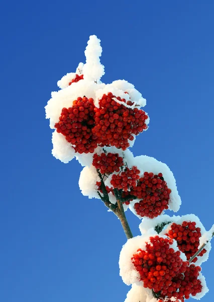 Ash-berry red branches under snow — Stock Photo, Image