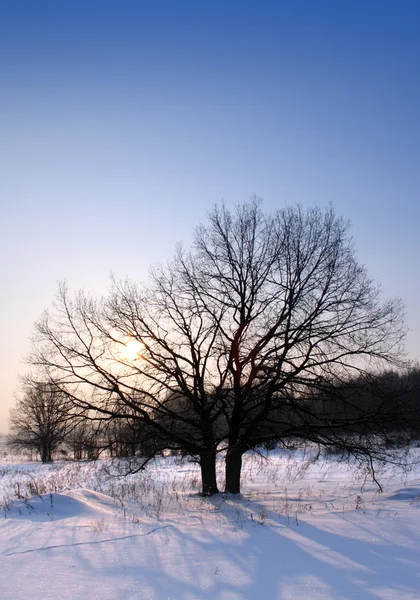 Vintern solnedgången med träd — Stockfoto