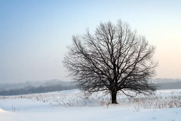 Árbol desnudo de invierno —  Fotos de Stock