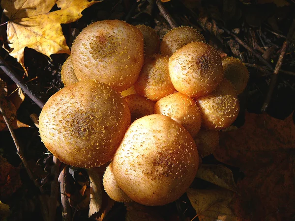 Gruppo di simpatici funghi nel bosco — Foto Stock