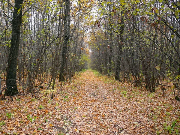 Wilderness road in autumn forest — Stock Photo, Image