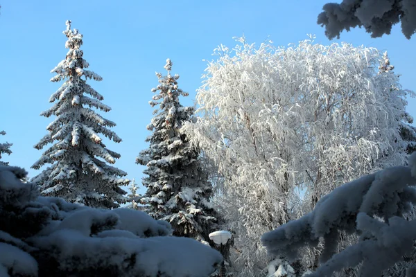 Χειμώνα χιόνι δέντρα κάτω από το γαλάζιο του ουρανού — Φωτογραφία Αρχείου