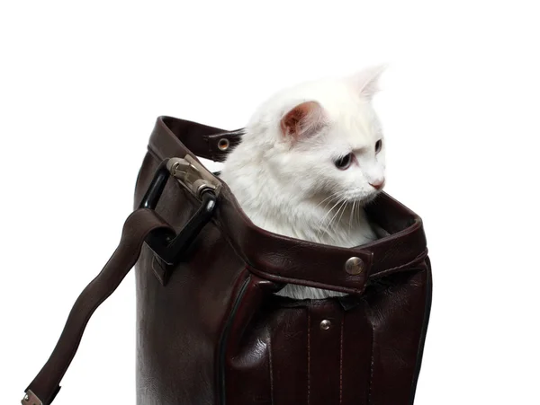 White cat in brown case — Stock Photo, Image