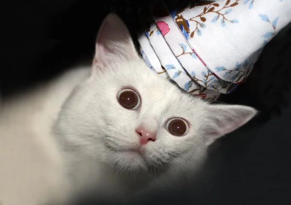 Gato branco divertido — Fotografia de Stock