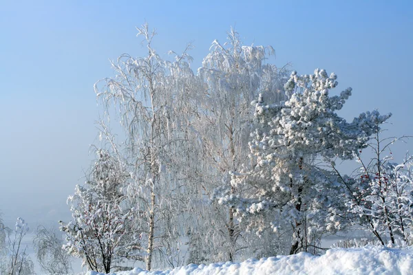 Árboles de nieve de invierno en la colina —  Fotos de Stock