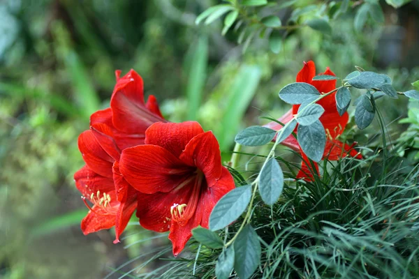 Κόκκινο τροπικό λουλούδι — Φωτογραφία Αρχείου