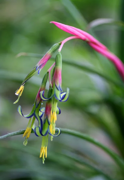小さな熱帯の花 — ストック写真
