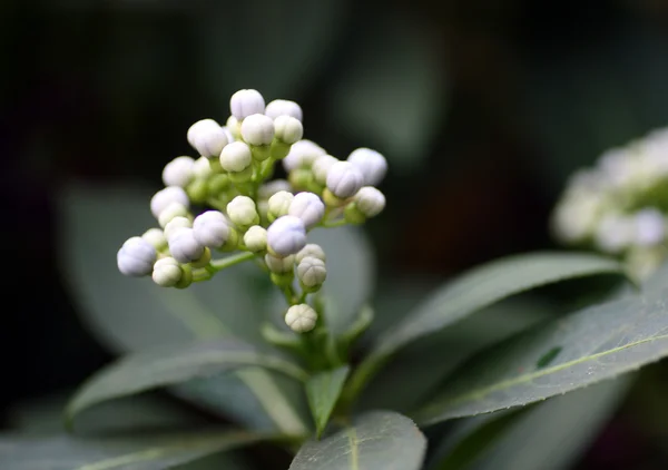 Kis fehér trópusi virágok — Stock Fotó