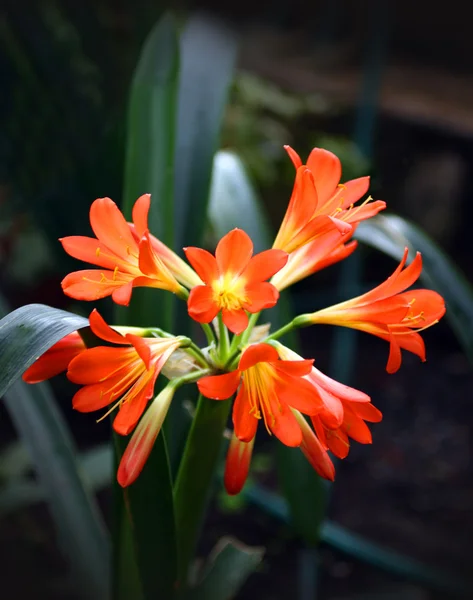 Тропический красный цветок — стоковое фото
