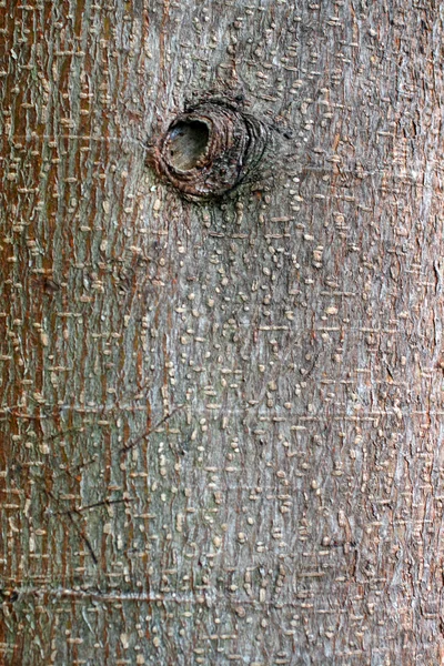 Casca de tronco de árvore — Fotografia de Stock