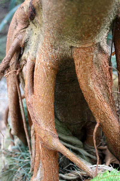 Kořeny jasmínová stromu — Stock fotografie