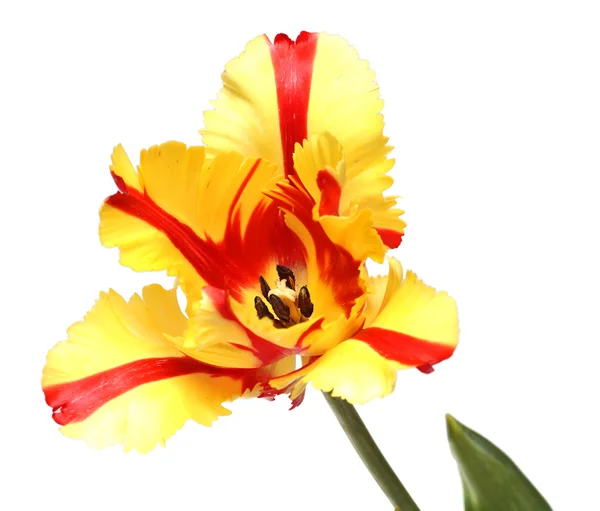 Vista de close-up na tulipa vermelho-amarela — Fotografia de Stock