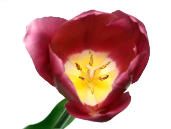 Close-up view on tulip — Stock Photo, Image