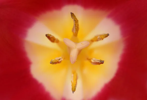 stock image Close-up view in tulip