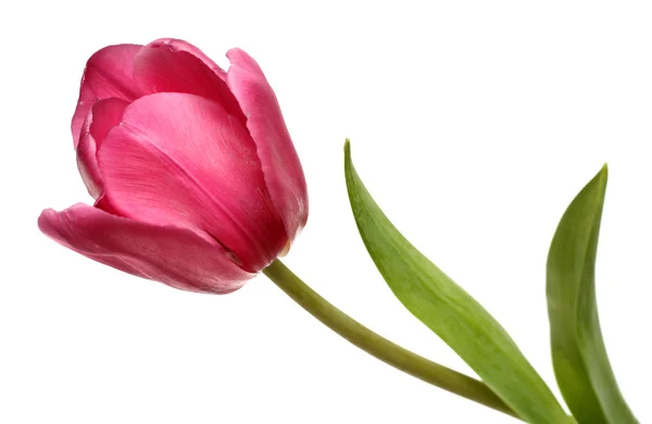 Flor vermelha tulipa close-up — Fotografia de Stock