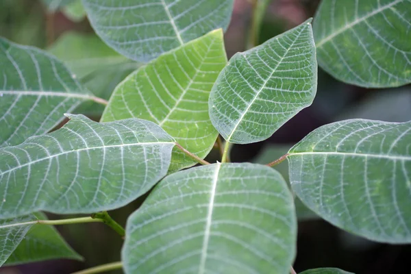 Grandi foglie verdi tropicali — Foto Stock